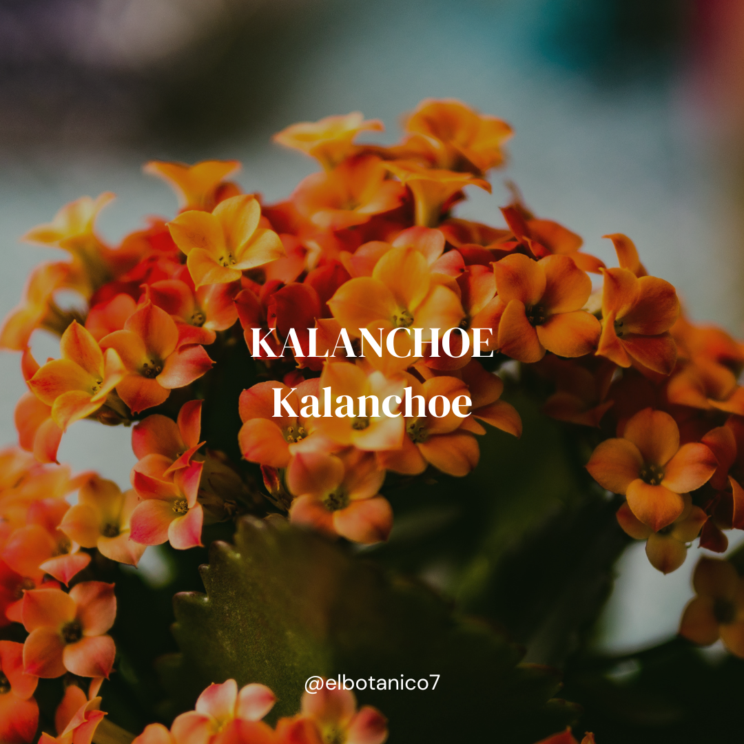 KALANCHOE